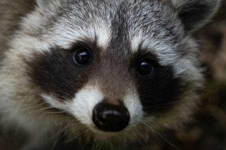 A closeup shot of a cute face of a raccoon looking at the cameraの写真素材