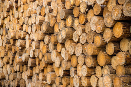 A closeup shot of firewood