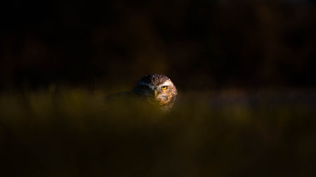 A creative shot of a burrowing owl behind tall grasses at a fieldの写真素材