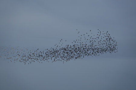 A beautiful view of a murmurate union of knot wading birds in the gray sky