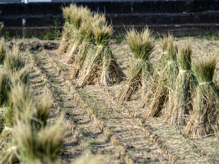 A selective focus of bundles of rice stalks on a field in Yokohama, Japanの写真素材