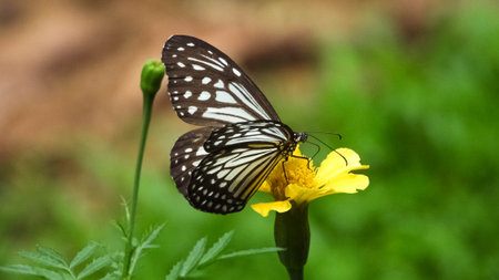 A beautiful dark blue tiger butterfly on a blooming flower