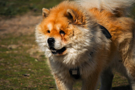 A selective of a cute fluffy Chow Chow dog in a parkの写真素材