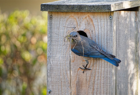 A closeup shot of a western bluebird at his nest boxの写真素材