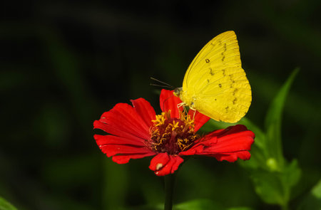 A closeup shot of a colias erate butterfly on a blooming red flowerの写真素材