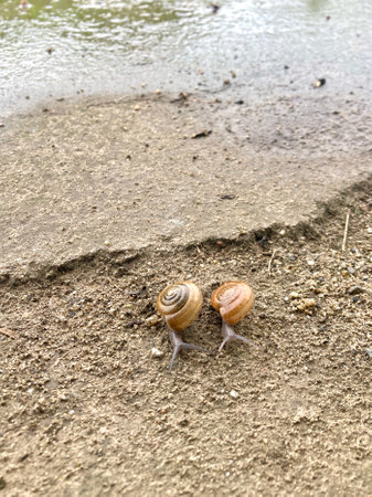 A vertical shot of Snails after the rain, Chiang Mai Thailand.の写真素材