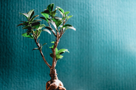 A beautiful Ficus Bonsai plant under sunlight isolated on a blue backgroundの写真素材
