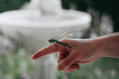 A macro shot of a dragonfly on the finger of a manの写真素材