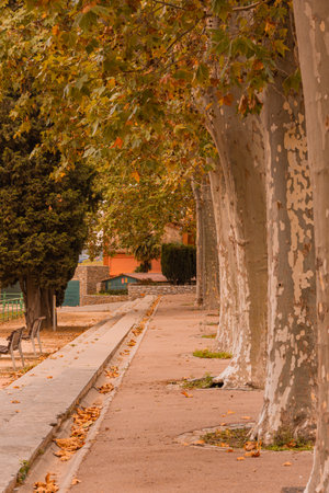 The park with the autumn leavesの写真素材