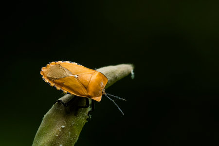 Seen on top of a leaf, fantastic dark background, Giant Shield Bug,  Tessaratoma papillosa , Kaeng...