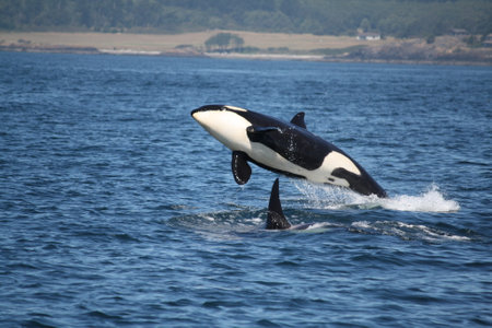 A stunning view of Orcinus Orca flying over a sharkの写真素材