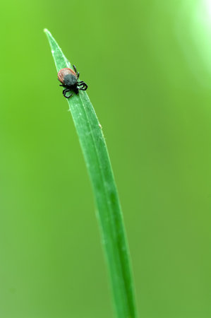 Tick on blade of grass with green background lurks for preyの写真素材