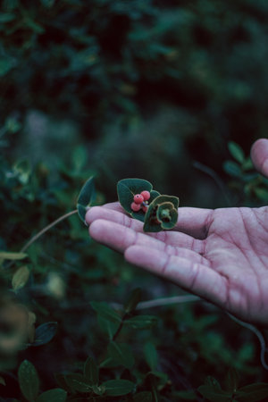 A vertical shot of Italian woodbine berries on a person's palm against a blurry greeneryの写真素材