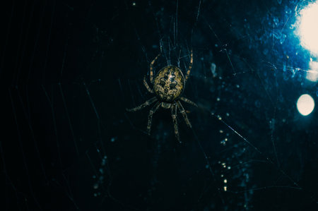 A selective focus shot of a spider in its natural environmentの写真素材