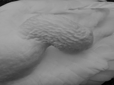 The bird's white furry foot and feathers on a black backgroundの写真素材