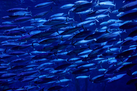 A school of beautiful lovely fish swimming underwater of a blue sea
