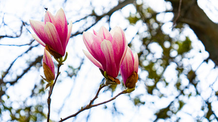 A shallow focus shot of beautiful magnolia on a branch.の写真素材