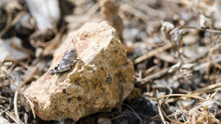 A selective focus shot of grasshopper on a stone under sunlightの写真素材
