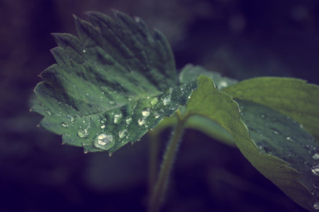 A closeup shot of a green leaf with water droplets on itの写真素材