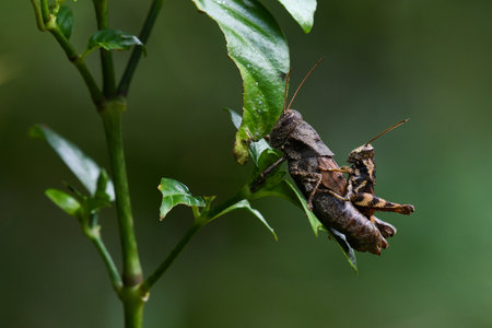 Feeding on leaves while on top of each other, Short-horned Grasshoppers, Habrocnemis shanensis, Kaeng Krachan National Park, Thailand.の写真素材