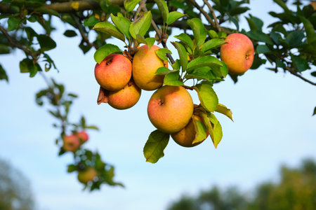 Close up of beautiful ripe apples on an apple tree with green leaves on a sunny evening. Selective...