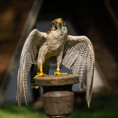 A closeup shot of a beautiful white Hawk standing in the wooden column, a leg tied with a ropeの写真素材