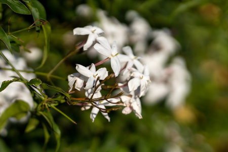 The white jasmine flowers (jasminum officinale) in the gardenの写真素材