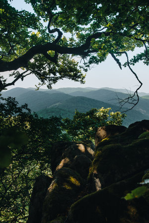 A vertical shot of a beautiful forest in the mountains in the sunlight