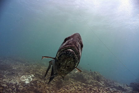 A low angle shot of a trevally underwater against sunlight