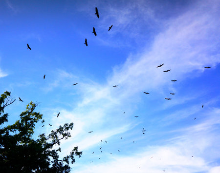 A rare view of turkey vultures circling in the bright cloudy sky during their migration