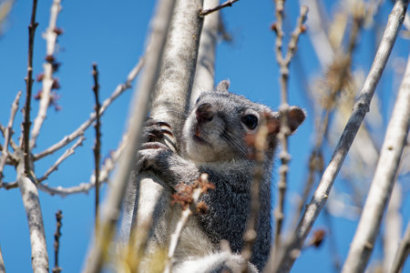 A cute western gray squirrel on a treeの写真素材