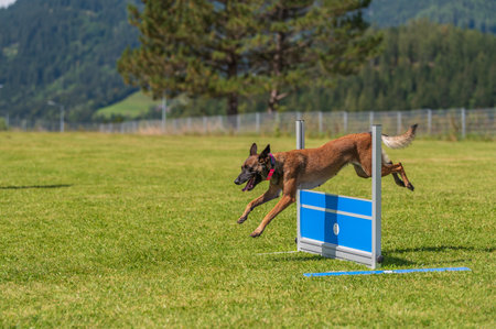 An obedience training of a dog in a green lawn