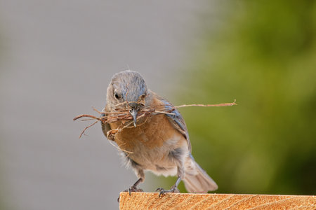 A closeup shot of a western bluebird gathers nesting materials to build its nest