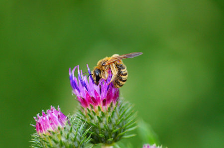 Close-up of a honey bee on a thistle. Nice green and purple with bokeh.の写真素材