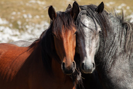 A herd of horses grazing on the pasture