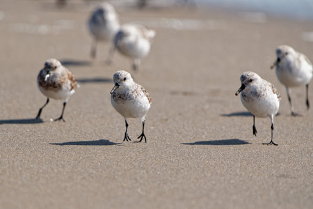 Little Sanderings walking on the sand.の写真素材