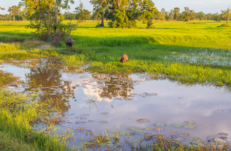 Thai water buffalo in the landscape of the  Isaan somewhere in Sisaket Province Thailand Southeast Asiaの写真素材