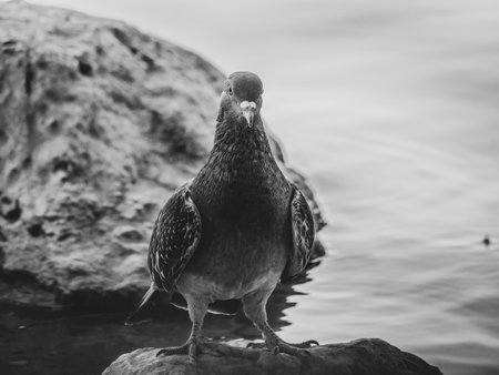 A grayscale portrait of a beautiful dove on the rock in the lakesideの写真素材