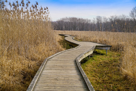 The wooden Appalachian Trail? boardwalk through a nature reserve park with tall, dry grassesの写真素材