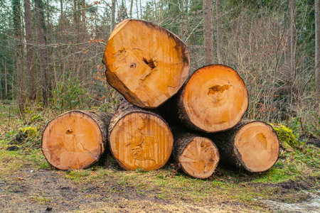 A horizontal shot of trees on daytime in the woods.