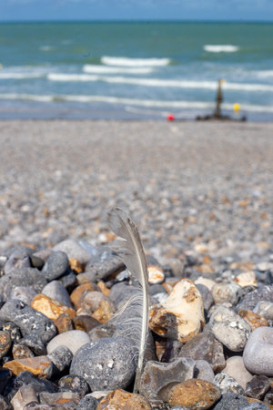 A vertical shot of a grey feather on the sea stonesの写真素材