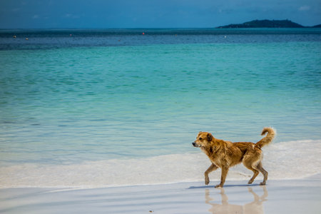 A dog walking along on an empty beach.
