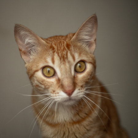 A portrait of a beautiful ginger cat looking into the distance
