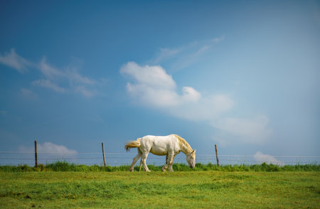 A white horse grazing in a green fieldの写真素材