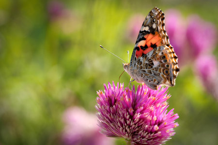 A closeup of Vanessa cardui, commonly called the painted lady.の写真素材