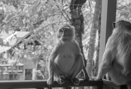 A grayscale shot of macaques on a fence in a zoo with a blurry backgroundの写真素材