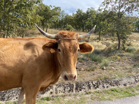 A closeup of a light brown cow outdoors. Geres, Portugal.の写真素材