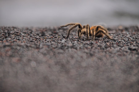 A small tarantula on the stone by the Lago Tromen lake in the background in Argentina, Patagoniaの写真素材