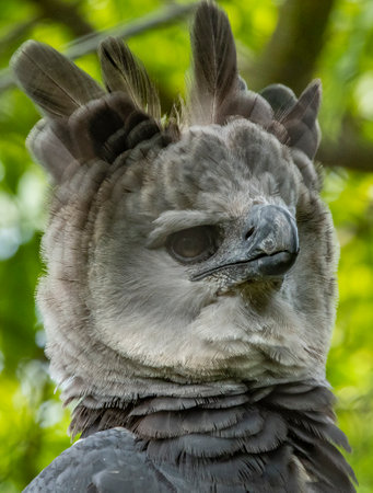 A vertical shot of a Harpy eagle on a nature background.の写真素材