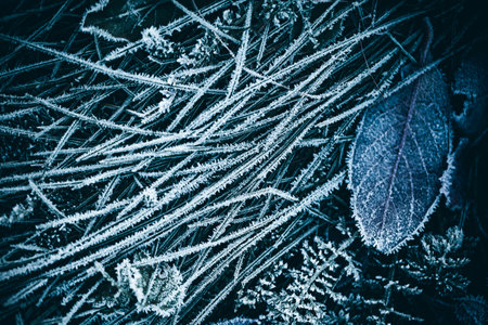 Fresh frost on grass and leaves - winter wallpaperの写真素材